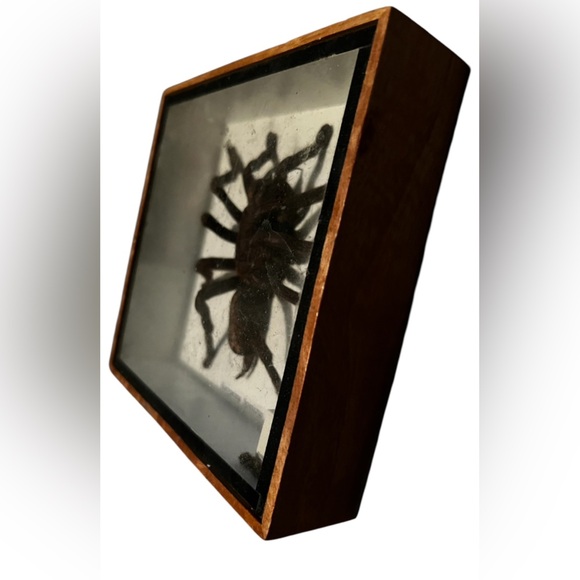Framed Tarantula Display - Picture 3 of 3